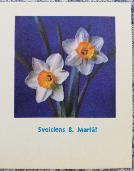 Congratulations on March 8! 1974 Daffodils 7x9 cm Latvian postcard  