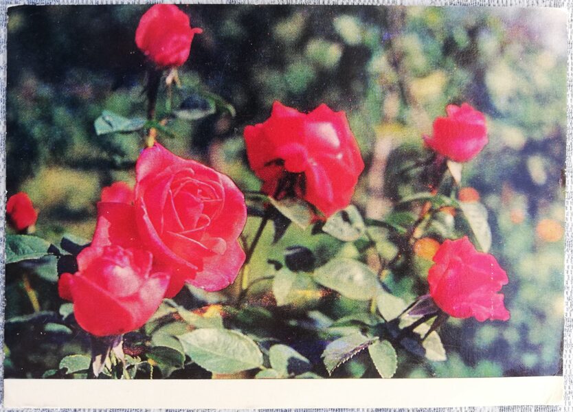 Roses 1973 Flowers 15x10.5 cm Latvian postcard  