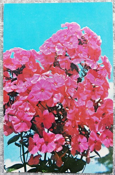 Phlox "Salute" 1977 Flowers 9x14 cm USSR postcard  