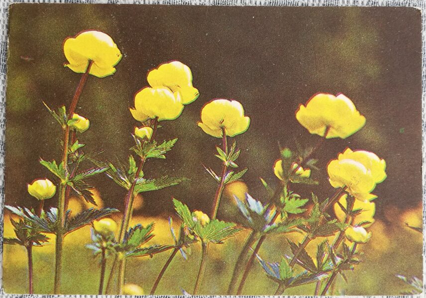 Trollius europaeus 1983 flowers 10.5x7.5 cm Estonian postcard  