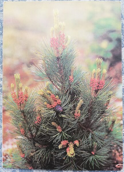 Happy New Year 1990 Blossoming pine 10.5x15 cm USSR postcard  