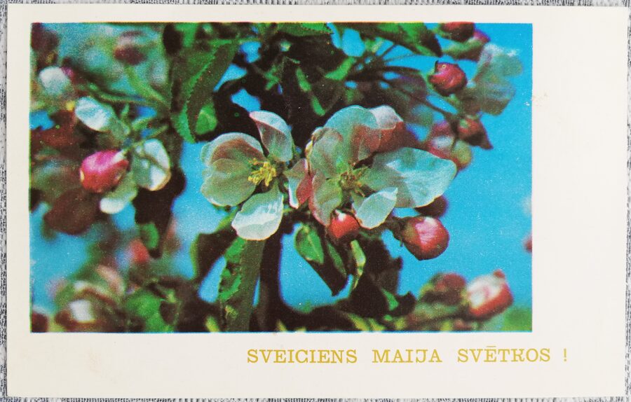 1. maijs 1977 Ābeļu ziedi 14x9 cm apsveikuma kartīte Latvija  