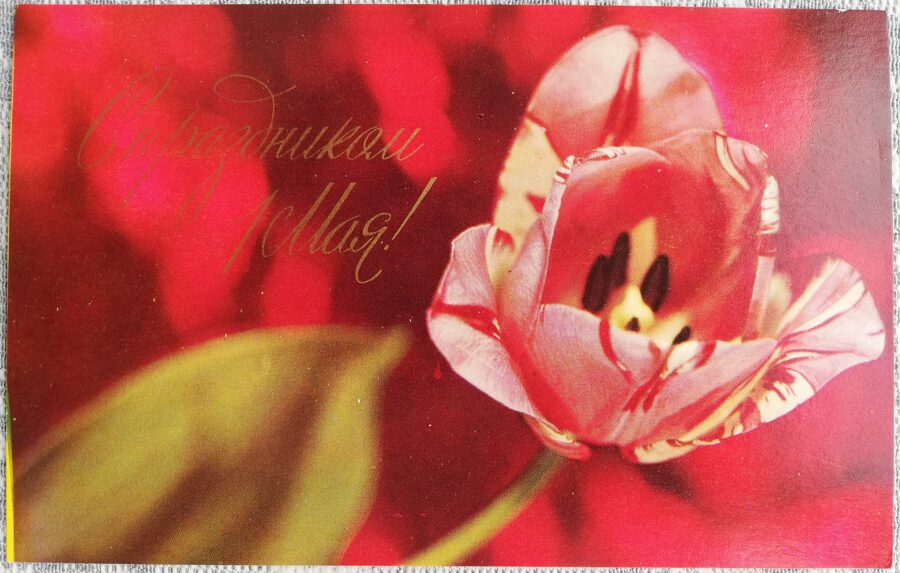 May 1 1973 Pink tulip 14x9 cm USSR greeting card   