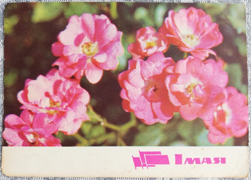 1. maijs 1968 Ziedi 15x10,5 cm PSRS apsveikuma kartīte  