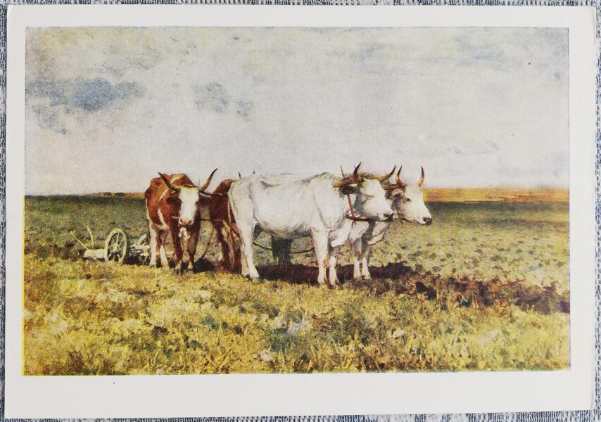 Oxen in the field 1956 Sergei Svetoslavsky 15x10.5 cm postcard Ukraine  