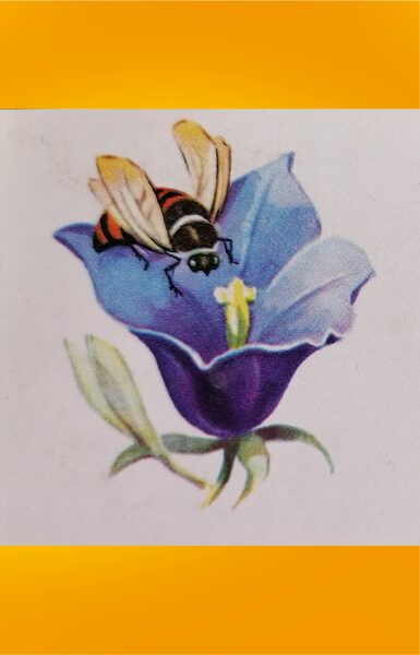 A bee on a bluebell flower 1978 Mini greeting card 11.5x5.5 cm  