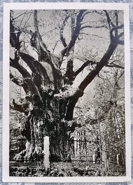 The Stialmuz Oak is already 2000 years old 1963 Zarasai 10.5 x 15 cm Lithuanian postcard  