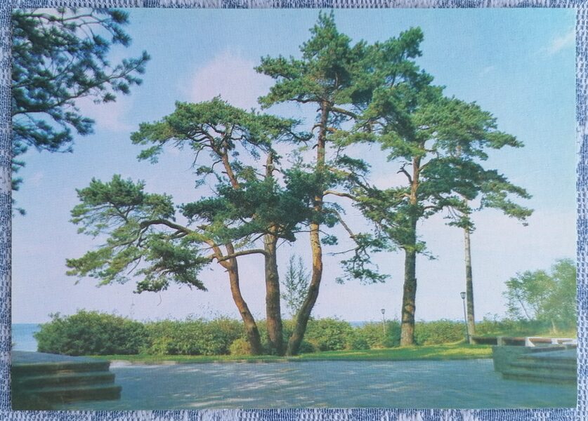 Jūrmala. Raiņa priedes Pumpuros 1986 Latvija 15x10,5 cm skata pastkarte  