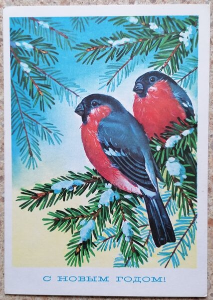 Bullfinches on a spruce branch 1977 New Year card 10.5 x 15 cm USSR  