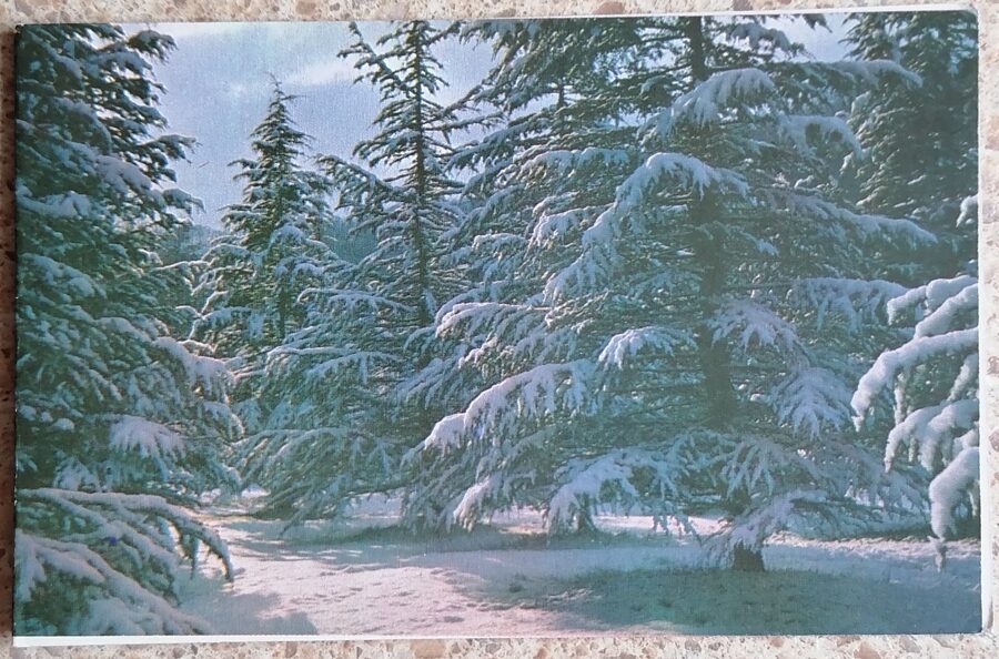 Winter forest 1973 New Year card 14 x 9 cm USSR  