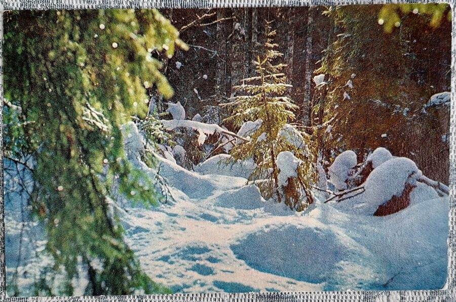 Snowdrifts in the winter forest 1977 postcard Latvia 14x9 cm   
