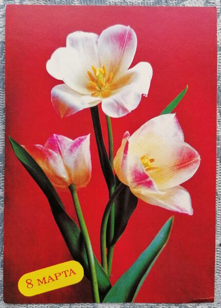 White tulips 1988 USSR postcard March 8 10.5x15 cm  