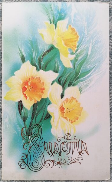 Daffodils 1987 postcard USSR March 8 9.5x16 cm  