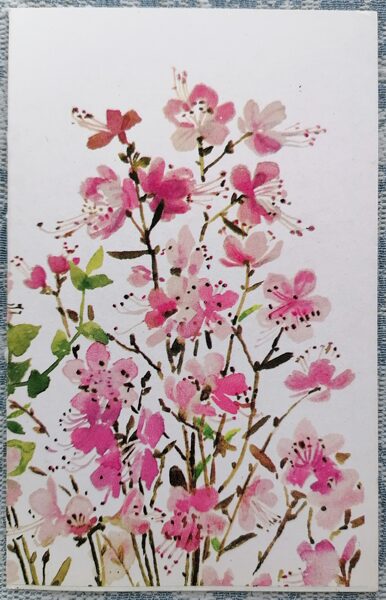 Peach flowers 1983 postcard USSR March 8 9x14 cm     