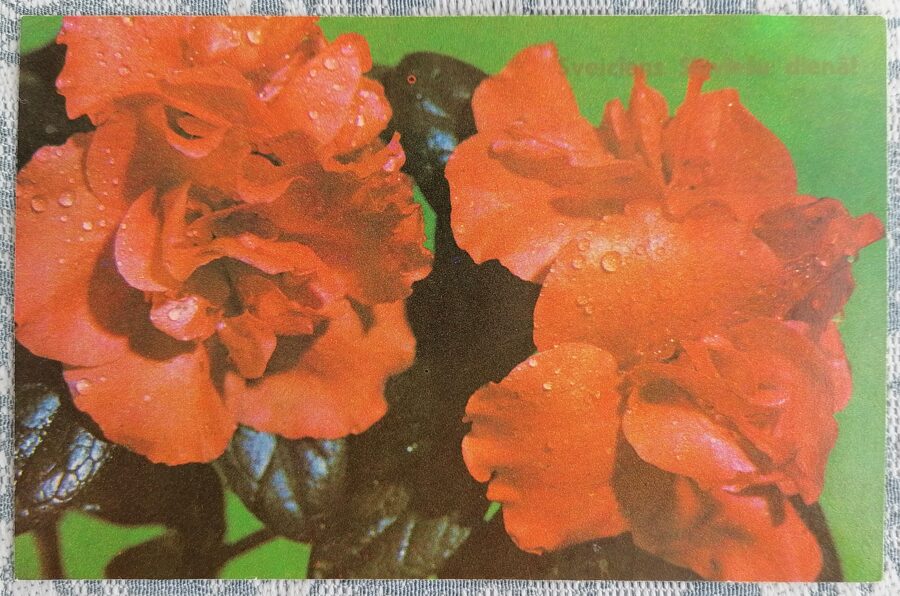 Red rhododendrons 1975 postcard USSR March 8 14x9 cm  