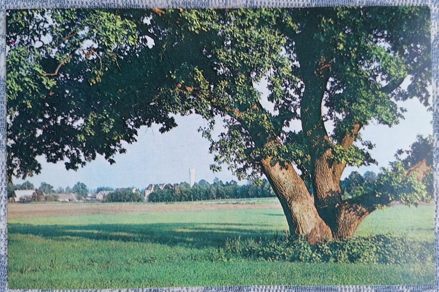 Landscape with oak tree in Skriveri 1987 Latvia 14x9 cm view postcard  