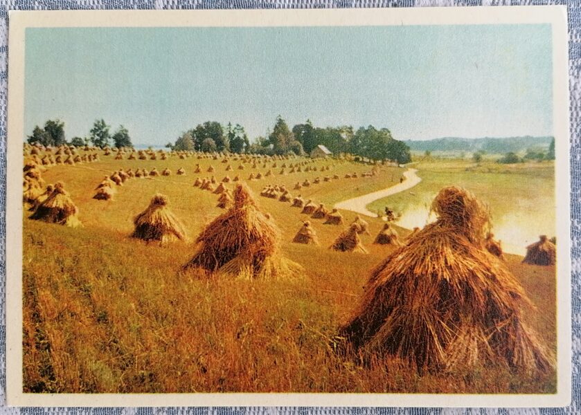 Sheaves with hay 1962 Autumn on the collective farm 15x10.5 cm postcard Latvia  