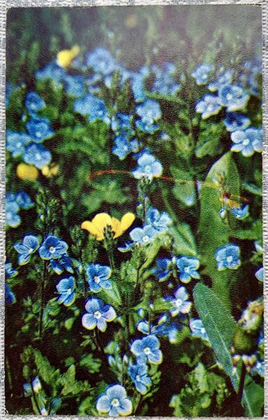 Birztalas veronika 1972 Krievijas ziedi 9x14 cm PSRS pastkarte     