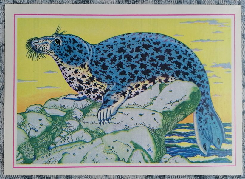 Gray seal 1987 Rare animals 15x10.5 cm postcard Latvia  