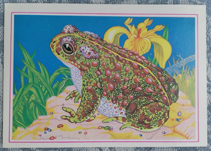 Smilšu krupis 1987 Reti dzīvnieki 15x10,5 cm pastkarte Latvija  