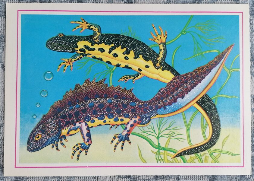 Northern crested newt 1987 Rare animals 15x10.5 cm postcard Latvia  