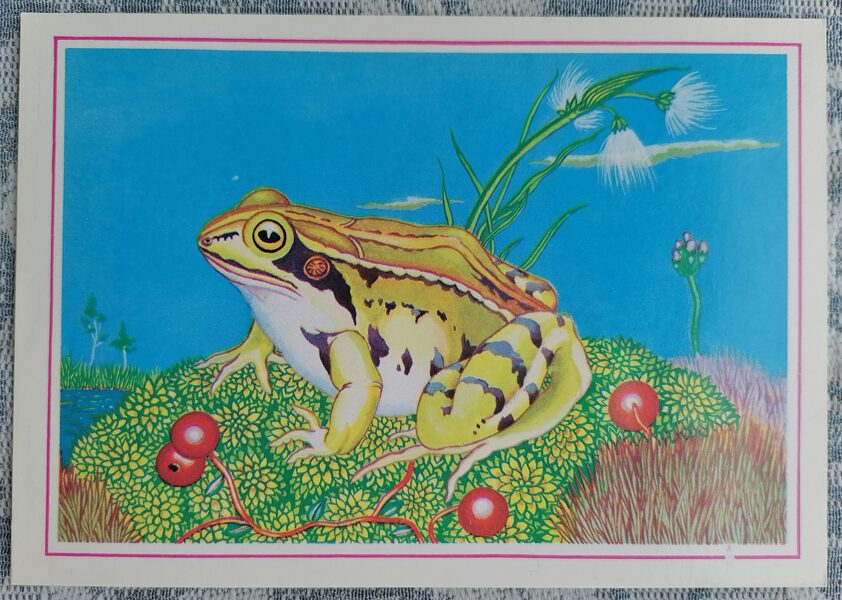 Moor frog 1987 Rare animals 15x10.5 cm postcard Latvia   