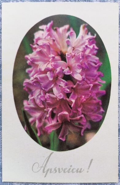 Hiacintes 1975 Latvijas apsveikuma kartīte 9x14 cm  