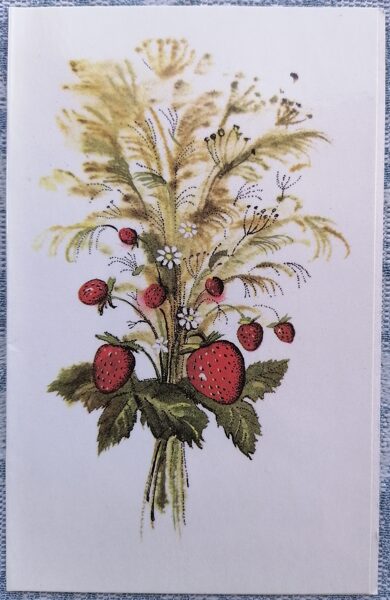 Meža zemenes 1985 Latvijas apsveikuma kartīte 9x14 cm  