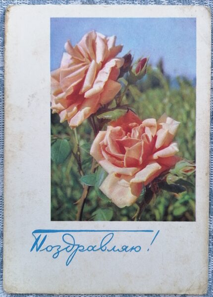 Rozā rozes 1966 PSRS apsveikuma kartīte 10,5x15 cm  