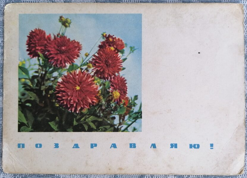 Sarkanās dālijas 1965 PSRS apsveikuma kartīte 15x10,5 cm   
