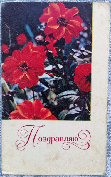 Sarkanās dālijas 1968 PSRS apsveikuma kartīte 8,5x13,5 cm  