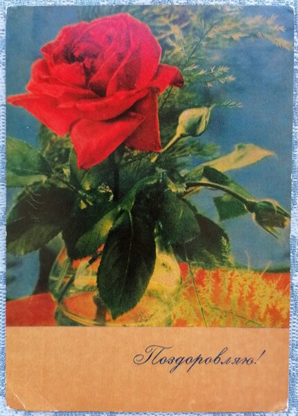 Sarkanā roze 1964 PSRS apsveikuma kartīte 10,5x15 cm  