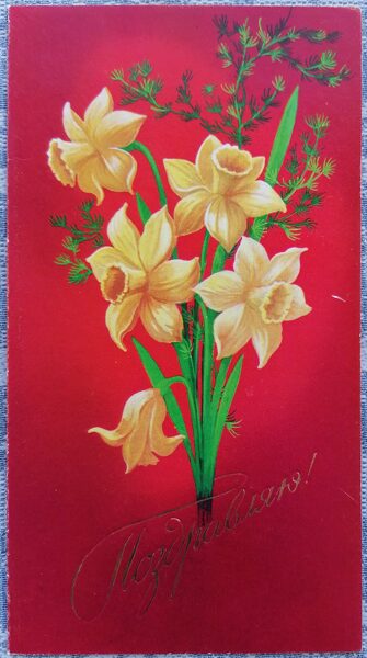 Dzeltenās narcises 1979 PSRS apsveikuma kartīte 9,5x17,5 cm  