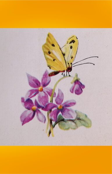 Yellow butterfly on a flower 1978 Latvia postcard 11.5x5.5 cm  