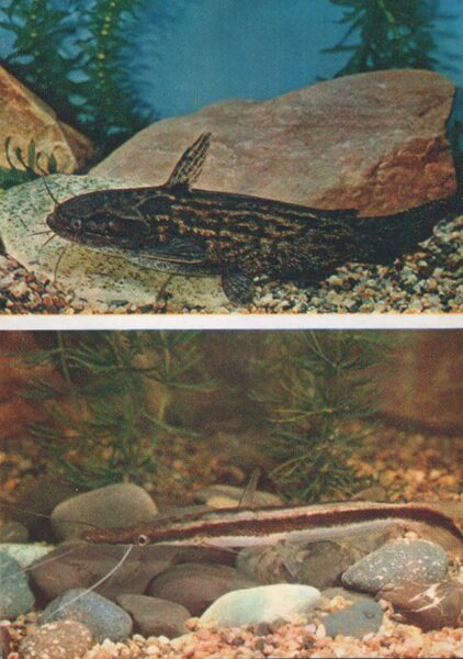 Pastkarte akvārija zivtiņas. Marmora trahicorists. Sorubium lima. 1984. gada 10,5x15 cm 
