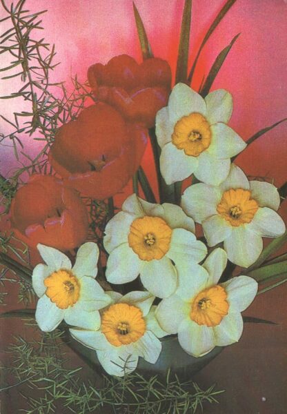 Apsveikuma pastkarte 1985. gada "8. marts" Narcisi un tulpes 10,5x15 cm 