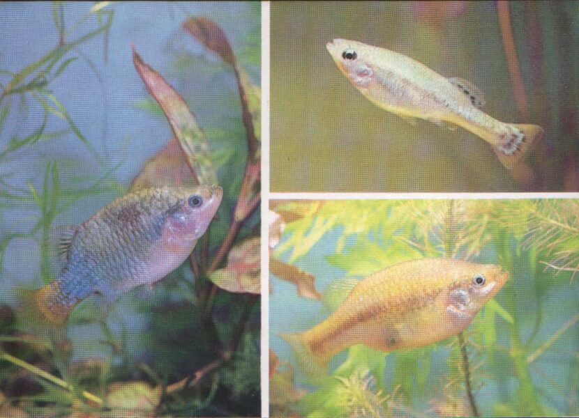 Pastkarte akvārija zivtiņas. Xenotoca eiseni. 1989. gada 15x10,5 cm 