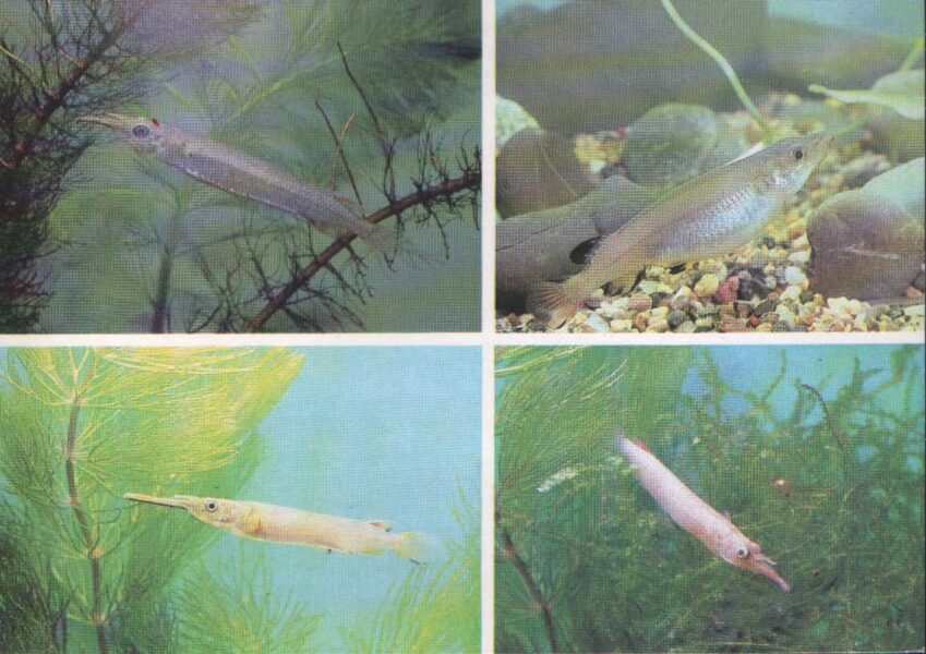 Pastkarte akvārija zivtiņas. Dermogenys. 1989. gada 15x10,5 cm 