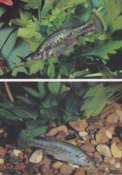 Pastkarte akvārija zivtiņas. Ameca splendens. 1989. gada 10,5x15 cm 