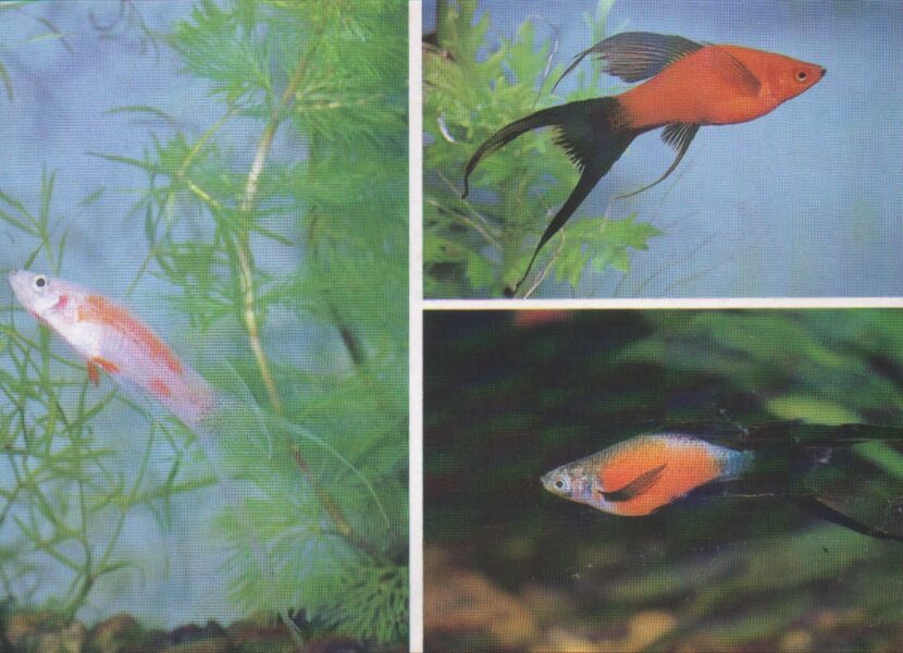 Pastkarte akvārija zivtiņas. Xiphophorus helleri Heckel. (19) 1989. gada 15x10,5 cm 
