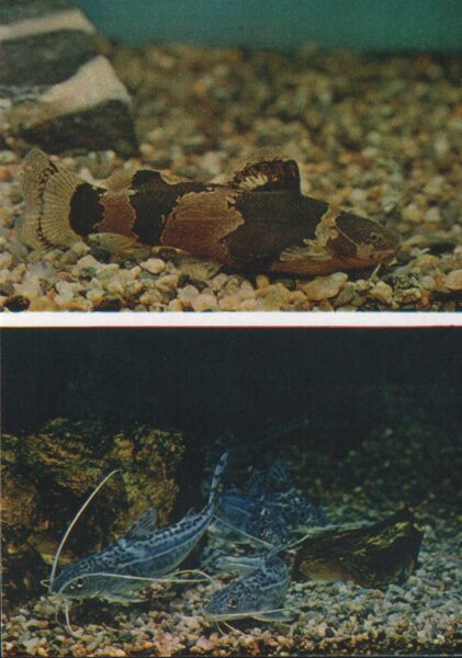 Pastkarte akvārija zivtiņas. Zebras microglanis. Leoparda pimelodus. 1984. gada 10,5x15 cm 
