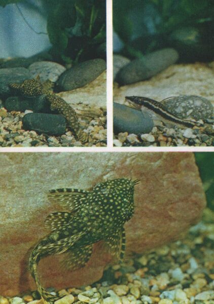 Pastkarte akvārija zivtiņas. Parasts ancistrus. Otozinklus Arnolda. 1984. gada 10,5x15 cm 