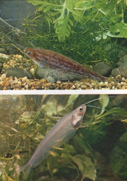 Pastkarte akvārija zivtiņas. Krāsains stikla sams. Stikla sams. 1984. gada 10,5x15 cm 