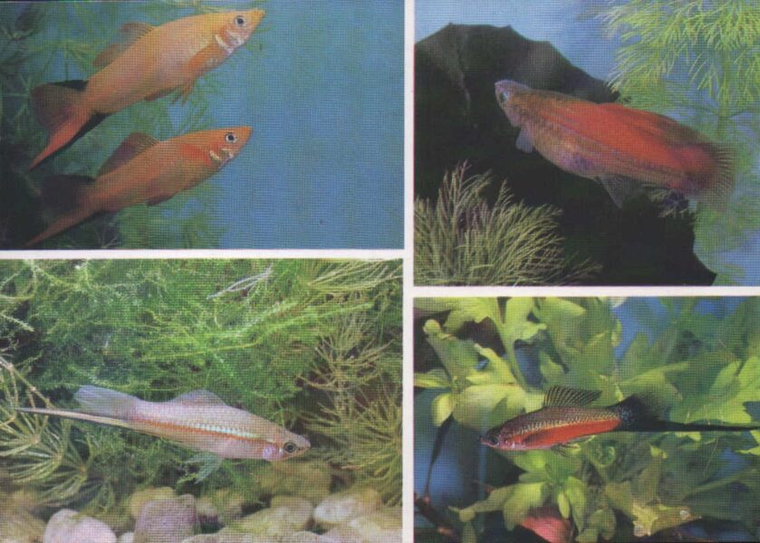 Pastkarte akvārija zivtiņas. Xiphophorus helleri Heckel. (17) 1989. gada 15x10,5 cm 