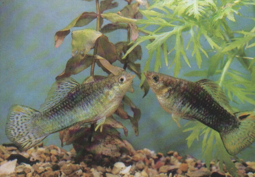 Pastkarte akvārija zivtiņas. Molienēzijas un gupiju hibrīdi. 1989. gada 15x10,5 cm 