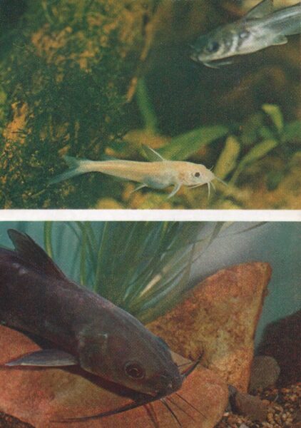 Pastkarte akvārija zivtiņas. Plankumainais sams. 1984. gada 10,5x15 cm 