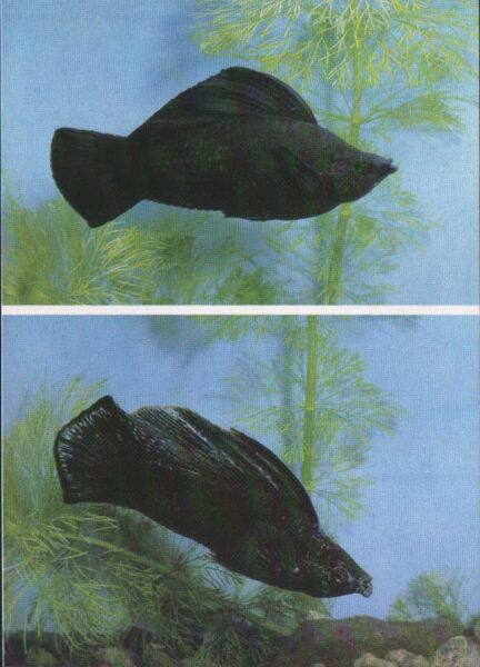 Pastkarte akvārija zivtiņas. Poecilia latipinna. 1989. gada 10,5x15 cm 