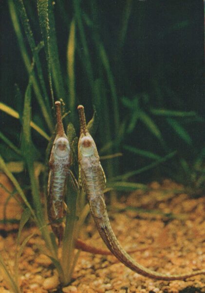 Pastkarte akvārija zivtiņas. Farlowella acus. 1984. gada 10,5x15 cm 