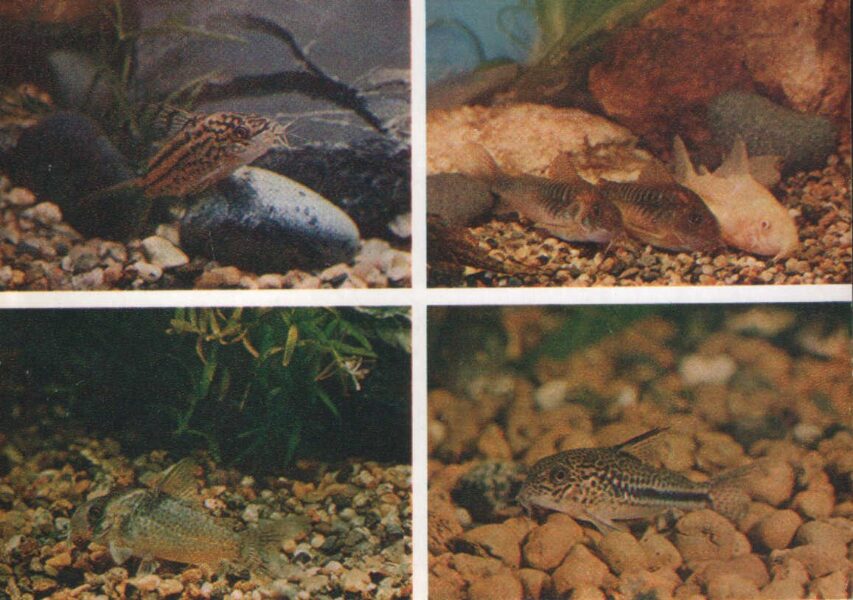 Pastkarte akvārija zivtiņas. Elegants, zeltains, melnsvītrainais sami. Bonda sams. 1984. gada 15x10,5 cm 