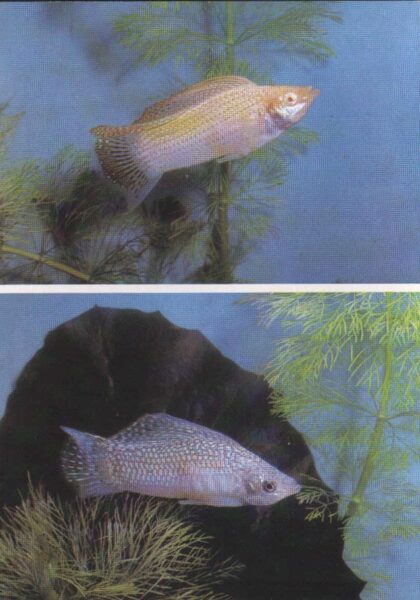 Pastkarte akvārija zivtiņas. Poecilia velifera. (14) 1989. gada 10,5x15 cm 